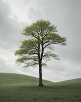 A lone tree stands in a grassy field photo