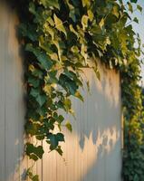 Wooden wall adorned with green ivy leaves in soft evening light creates a serene atmosphere photo