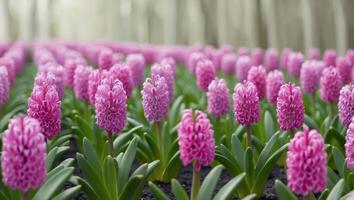 Colorful Hyacinths Blooming In Rows Outside photo