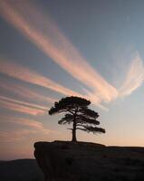 A lone tree stands on a cliff at sunset photo