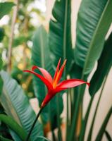 A red flower is in front of green leaves photo