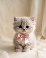 A kitten with a pink bow tie sitting on a white background photo