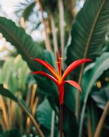 A red flower is in the middle of a green plant photo