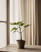Small potted plant sits on wooden surface near window photo