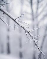 A snow covered tree branch with frost on it photo