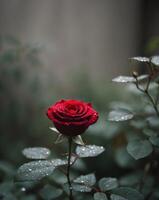 A red rose with dew drops on it is in a garden photo