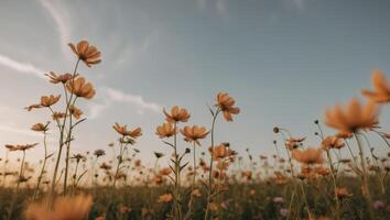 Vibrant wildflower field illuminated by the warm glow of sunset in a serene landscape photo