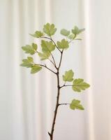 a tree branch with its delicate green leaves in early spring photo