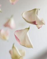 Close up of the elegant posture of rose petals floating at a macro level photo