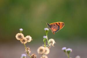 A butterfly is sitting on a flower in the sun photo