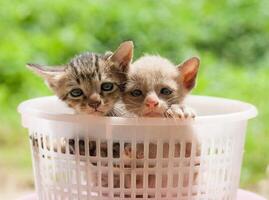 Two kittens in a basket photo