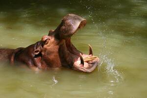 A hippo is in the water with its mouth open photo