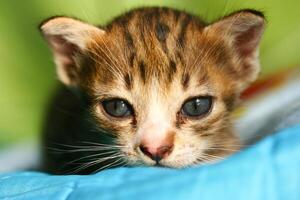 A close up of a kitten with blue eyes photo