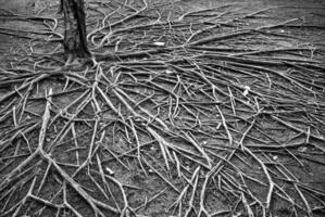 Black and white photograph of tree roots photo