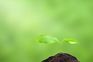 Green plant sprout in soil on green background photo