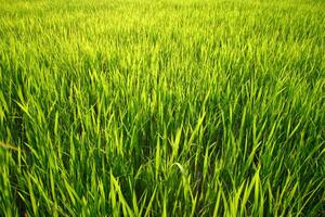 Green rice field with sunlight on it photo