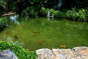 A pond with fish in it and a waterfall photo