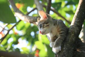 A cat is sitting in a tree photo