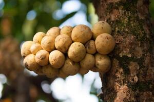 A bunch of ripe bananas on a tree photo