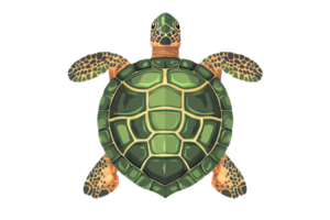 A green sea turtle displaying its shell and limbs in a frontal view, showcasing intricate shell patterns and textures. png