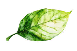 A vibrant green leaf showcasing intricate veins and varying shades, emphasizing its natural beauty and freshness. png