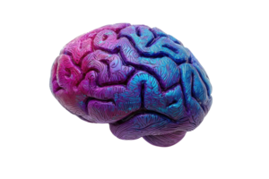 A vibrant, multicolored brain showcasing intricate neural textures and patterns. png