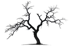 Barren tree silhouette with no leaves, isolated on transparent background. Perfect for nature, minimalistic, and abstract design projects. png