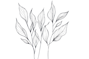 Black and white illustrated leaves with intricate vein patterns against a transparent background, perfect for nature-themed design projects. png