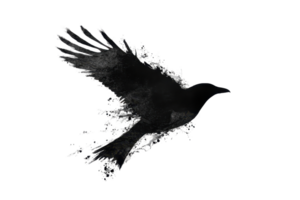 Artistic depiction of a raven mid-flight with a watercolor effect, blending realism and fantasy in a striking silhouette against a transparent background. png