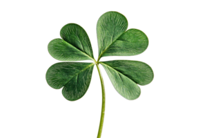 Close-up image of a four-leaf clover symbolizing luck and prosperity, isolated on transparent background. perfect for seasonal and nature themes. png