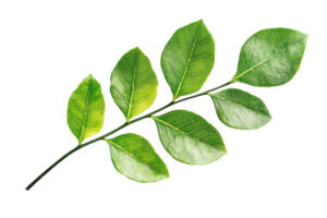 Close-up image of a fresh green leaf branch isolated on a transparent background. showcasing nature's vibrant growth and texture. png