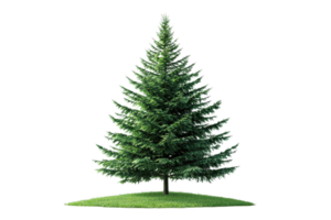 magnifique luxuriant vert pin arbre permanent isolé sur transparent Contexte. mettant en valeur la nature élégance et parfait pour saisonnier conception projets. png
