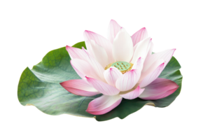 Beautiful pink lotus flower with soft petals and green leaf, symbolizing purity and serenity. Perfect for nature and botanical themes. png