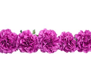 Beautiful row of vibrant pink carnations on a transparent background. Perfect for floral designs, decorations, and celebrations. png