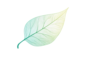 Close-up of a single leaf with intricate vein patterns. The leaf is vibrant, showcasing a blend of green and yellow hues against a white backdrop. png