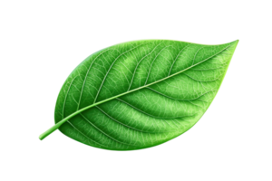 Close-up of a single green leaf with detailed veins, isolated on a transparent background. showcasing nature's intricate beauty and design. png