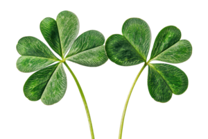 Close-up of two green four-leaf clovers with heart-shaped leaves, symbolizing luck and prosperity, isolated on a transparent background. png
