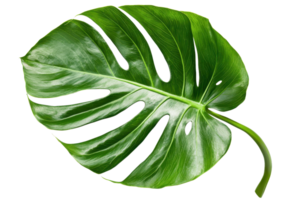 Close-up of a vibrant green monstera leaf on a transparent background. showcasing its unique holes and glossy texture, perfect for botanical designs. png