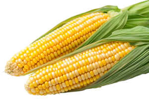Close-up of two fresh ears of corn with husks on a transparent background. showcasing the vibrant yellow kernels and green leaves. png