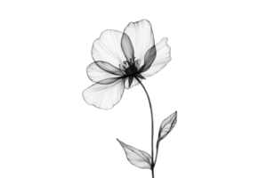 Elegant black and white illustration of a delicate flower with thin petals and a slender stem, showcasing minimalistic and artistic design. png