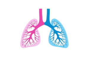 Colorful illustration of human lungs, showcasing detailed structure and respiratory system concept in vibrant colors. png