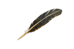 Elegant single black and gold feather on transparent background. showcasing its delicate texture and natural beauty. png