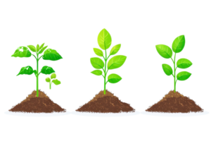 Illustration of three young plants in different growth stages, symbolizing the concept of growth and development in nature. png