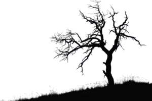 Silhouette of a barren tree standing alone on a hill with a stark contrast against the dark background. png