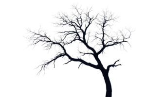 Silhouette of a leafless tree with delicate branches against a transparent background. Perfect for design and nature-themed projects. png