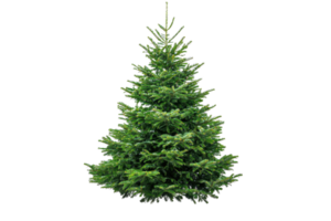 Isolated image of a lush green Christmas tree against a transparent background. perfect for festive holiday designs and seasonal decor projects. png