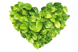 Lush green leaves creatively shaped into a heart symbolizing love for nature and the environment on a transparent background. png