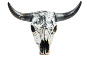Weathered buffalo skull with large horns isolated on transparent background. showcasing rustic and natural elements. png