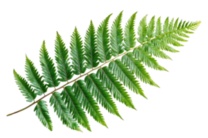 Vibrant green fern leaf isolated on a transparent background. displaying intricate patterns and natural beauty, perfect for botanical themes. png