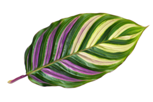 Vibrant maranta leaf with green, pink, and yellow stripes, isolated on transparent background. showcasing natural beauty and intricate patterns. png